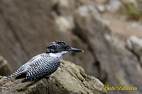 ヤマセミ　Crested Kingfisher　(18photo 7.02 MB)