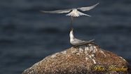 Little Tern