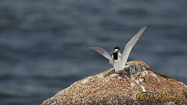 Little Tern