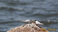 Little Tern