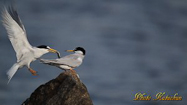 Little Tern