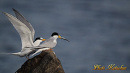 Little Tern