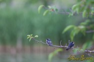 Barn Swallow