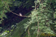 ヤマセミ　Crested Kingfisher ※7D EF456 SS1/25