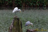 Intermediate Egret　チュウサギ　Grey heron　アオサギ