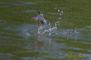 カワセミ　Common Kingfisher