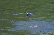 カワセミ　Common Kingfisher