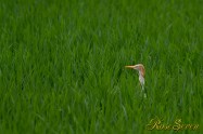 Cattle Egret　アマサギ