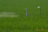 Grey heron　アオサギ