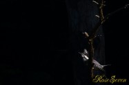 ヤマセミ　Crested Kingfisher ※7D EF456 