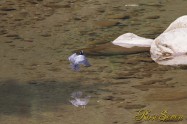 ヤマセミ　Crested Kingfisher ※7D EF456