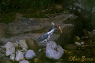ヤマセミ　Crested Kingfisher ※7D EF456