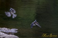 ヤマセミ　Crested Kingfisher ※7D EF456 F5.6 ISO640 SS1/400