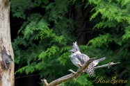 ヤマセミ　Crested Kingfisher ※7D EF456