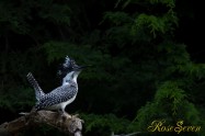 ヤマセミ　Crested Kingfisher ※7D EF456 F5.6 ISO100 SS1/200