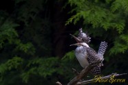 ヤマセミ　Crested Kingfisher ※7D EF456 F5.6 ISO200 SS1/60