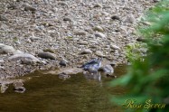 ヤマセミ　Crested Kingfisher ※7D EF456