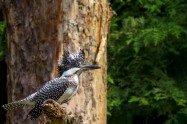 ヤマセミ　Crested Kingfisher ※7D EF456