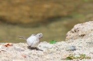 White Wagtail　ハクセキレイ