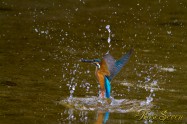 カワセミ　Common Kingfisher