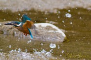 カワセミ　Common Kingfisher