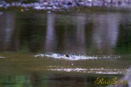 カワセミ　Common Kingfisher