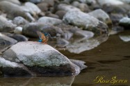カワセミ　Common Kingfisher
