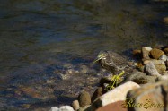 Striated Heron　ササゴイ