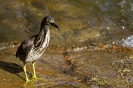 Striated Heron　ササゴイ