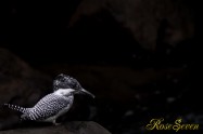 ヤマセミ　Crested Kingfisher ※7D EF456 F5.6 ISO500 SS1/50