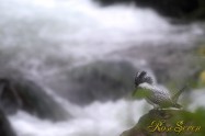 ヤマセミ　Crested Kingfisher (MBL) ※7D EF456