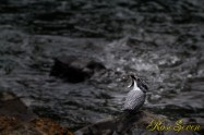 ヤマセミ　Crested Kingfisher (MBL) ※7D EF456 F5.6 ISO640 SS1/40