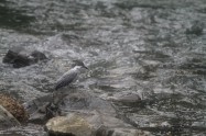 ヤマセミ　Crested Kingfisher (MBL) ※7D EF456