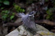 ヤマセミ　Crested Kingfisher ※7D EF456 F5.6 ISO1600 SS1/800