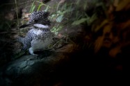 ヤマセミ　Crested Kingfisher (MBL) ※7D EF456