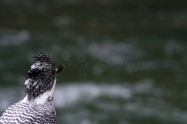 ヤマセミ　Crested Kingfisher ※7D EF456