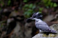 ヤマセミ　Crested Kingfisher ※7D EF456 F5.6 ISO400 SS1/125