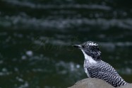 ヤマセミ　Crested Kingfisher ※7D EF456