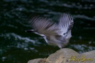 ヤマセミ　Crested Kingfisher ※7D EF456 F5.6 ISO400 SS1/200