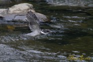 ヤマセミ　Crested Kingfisher ※7D EF456 F5.6 ISO640 SS1/800