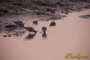 In the tidal flat