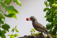 Brown-eared Bulbul　ヒヨドリ