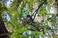 Japanese Paradise Flycatcher　サンコウチョウ