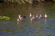 Spot-billed Duck カルガモ