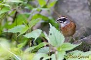 Meadow Bunting　ホオジロ