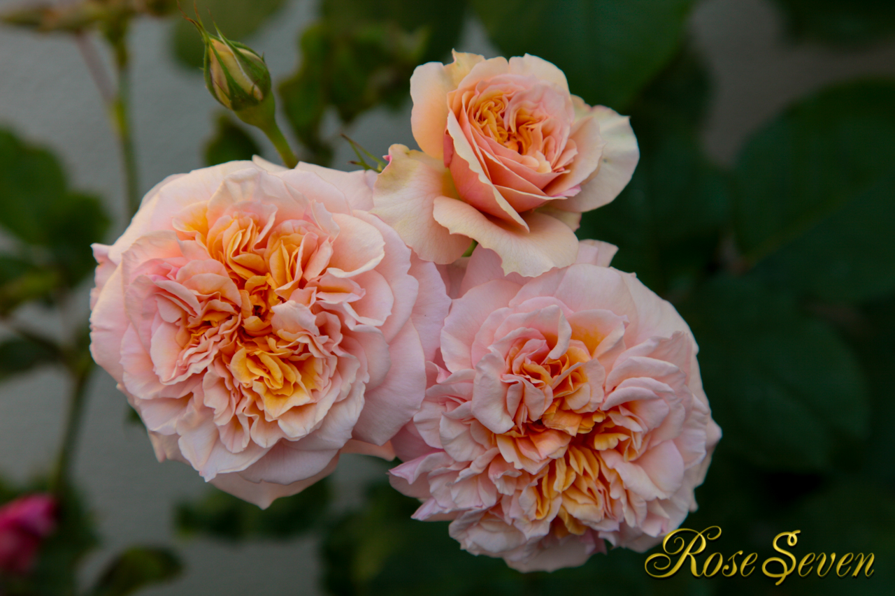 Guillot Roses