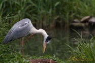 Grey heron　アオサギ