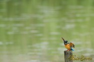カワセミ　Common Kingfisher