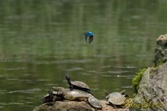 カワセミ　Common Kingfisher