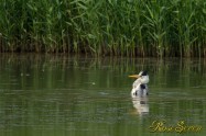 Grey heron　アオサギ